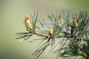 Young fresh pine cone and green pine needles on background.