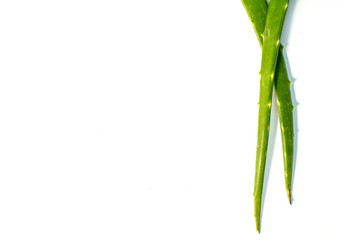 Flat lay composition of aloe vera leaves on white background