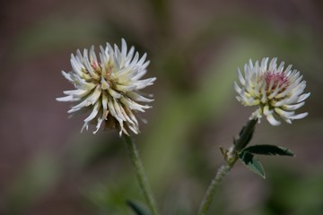 Meadow clover (Trifolium pratense), a dicotyledonous herb of the legume family, is incorrectly referred to as red clover.