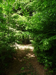 Old road in the forest