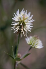 Meadow clover (Trifolium pratense), a dicotyledonous herb of the legume family, is incorrectly referred to as red clover.