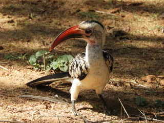 red billed hornbill