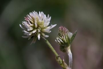 Meadow clover (Trifolium pratense), a dicotyledonous herb of the legume family, is incorrectly referred to as red clover.