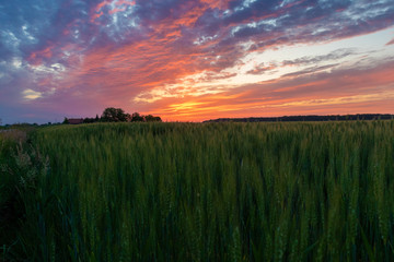 Sunset over the wheat field on the village edge