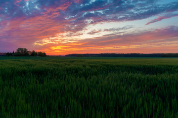 Fototapeta na wymiar Sunset over the wheat field on the village edge