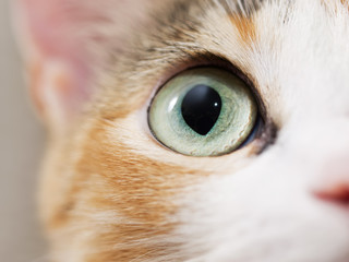 Cute domestic cat. Close-up photo of cat eye. 