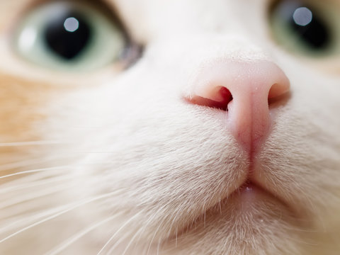 Cute domestic cat. Close-up photo of cat nose. 