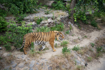 walking Tiger in a zoo.