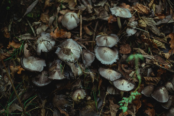 Fototapeta premium mushrooms in the woods