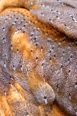 Beautiful close-up detail of barn owl plumage, Barn Owl wings with beautiful texture
