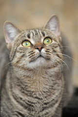 tabby european shorthair cat