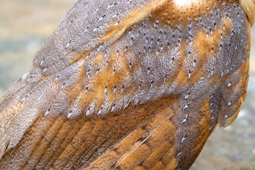 Beautiful close-up detail of barn owl plumage, Barn Owl wings with beautiful texture