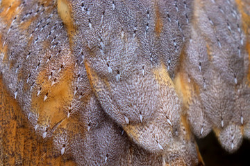Beautiful close-up detail of barn owl plumage, Barn Owl wings with beautiful texture