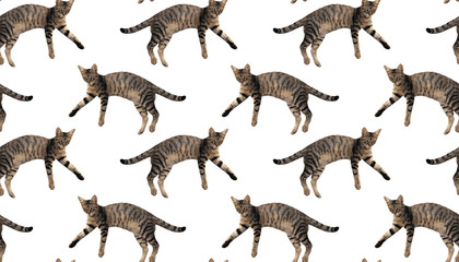 Seamless tabby cat pattern. white background