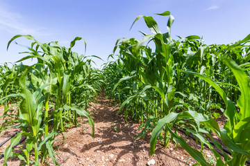 Rows of young corn shoots on an agricultural field
