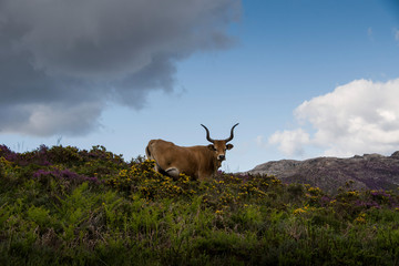 Long horned mountain cow on a hill