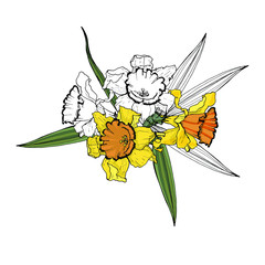 sets of flowers of daffodil and iris. Isolated over white background. Vector graphics.