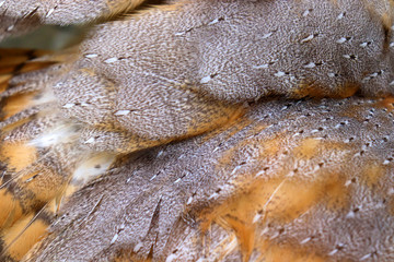 Beautiful close-up detail of barn owl plumage, Barn Owl wings with beautiful texture