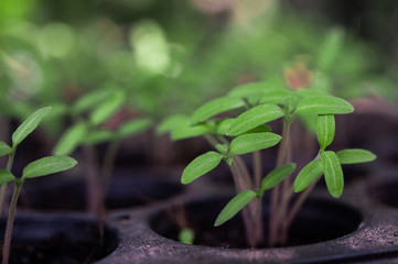 Seedlings in the planting tray.
