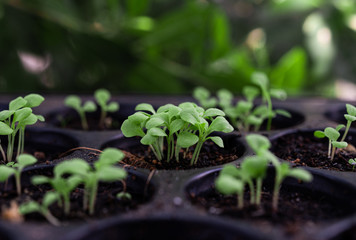 Seedlings in the planting tray.