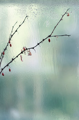 Abstract vertical blurred background, autumn dry branch with berries near a wet window with raindrops