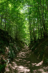 Tertre blanc path in the French Gâtinais Regional Nature park