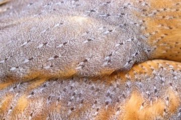 Beautiful close-up detail of barn owl plumage, Barn Owl wings with beautiful texture