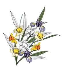 sets of flowers of daffodil and iris. Isolated over white background. Vector graphics.