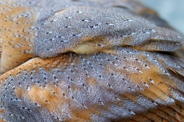 Beautiful close-up detail of barn owl plumage, Barn Owl wings with beautiful texture