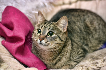 striped european shorthair cat at home