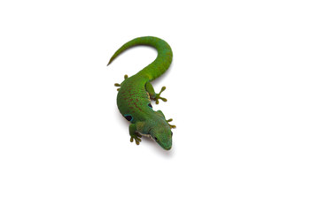 Madagascar day gecko isolated on white background