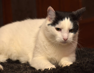 white with black spots on the face of a cat