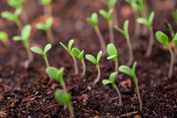 Seedlings in the planting tray.