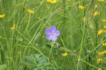 violette Blüte