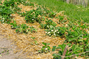 Erdbeeren im eigenen Garten anpflanzen