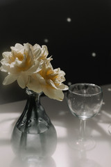 daffodils in vase