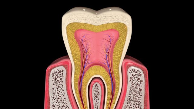 Cross Section Anatomy of the Human Tooth