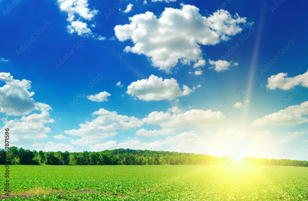 Wall mural Green field, sunrise and blue sky.