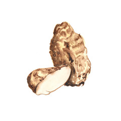 Watercolor illustration of yam on a white background