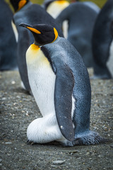 King penguin incubating egg on sandy beach © Nick Dale