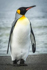 Fototapeten King penguin on beach with waves behind © Nick Dale