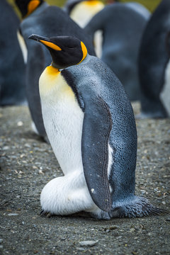 King Penguin Incubating Egg On Sandy Beach