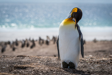 King penguin preening on beach with others