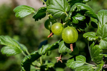 Growing gooseberries in the country. A gooseberry branch with two unripe green berries in spring on a Sunny day in the garden close-up with a blurred background.