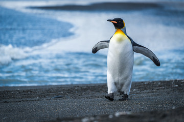 King penguin walking along beach waving flippers