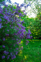Blossom lilac flowers in spring. Spring blooming lilac tree flowers. 