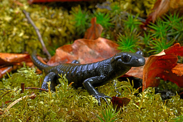 Alpensalamander (Salamandra atra) - Alpine salamander