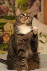 striped one-eyed cat in a shelter