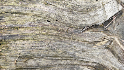 The texture of the old wood. Background.