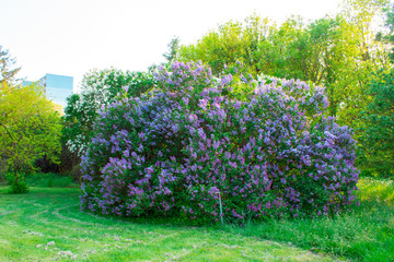 Blossom lilac flowers in spring. Spring blooming lilac tree flowers. 